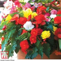 Begonia 'Nonstop Mixed' - Tubers -Garden Glory Sales BEGo T47418 D2
