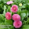 Bellis Perennis 'Rose' -Garden Glory Sales BELL 63900 A