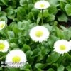 Bellis Perennis 'White' -Garden Glory Sales BELL KA4817 A