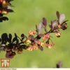 Berberis Thunbergii F. Atropurpurea 'Rose Glow' -Garden Glory Sales BER T66077 A