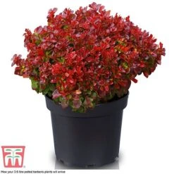 Berberis Thunbergii 'Lutin Rouge' -Garden Glory Sales BERB KB0073 D