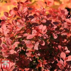 Berberis Thunbergii 'Florence' 5 Berberis Thunbergii 'Florence' -Garden Glory Sales BERB KB0696 B