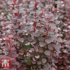 Berberis Trio -Garden Glory Sales BERB KB0726 C