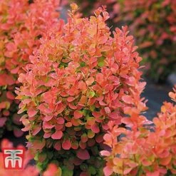 Berberis Trio -Garden Glory Sales BERB KB0726 D