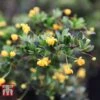 Berberis Buxifolia 'Nana' -Garden Glory Sales BERB T58097 A
