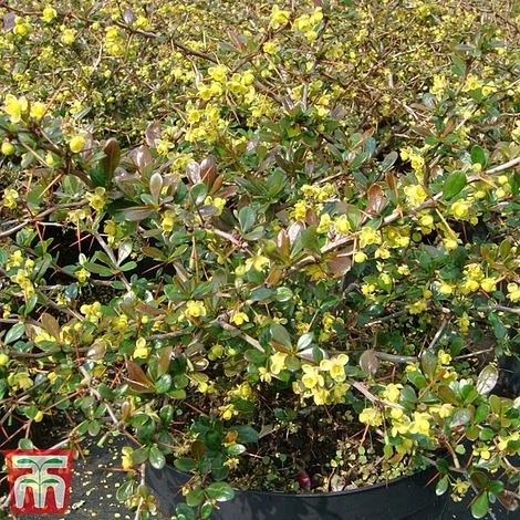 Berberis X Media 'Red Jewel' 3 Berberis X Media 'Red Jewel'