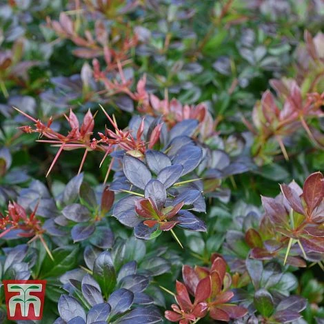 Berberis X Media 'Red Jewel' 4 Berberis X Media 'Red Jewel' - Image 2