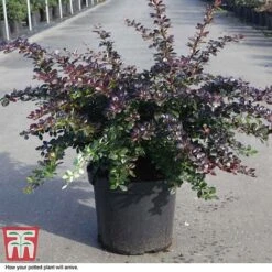 Berberis X Media 'Red Jewel' 7 Berberis X Media 'Red Jewel' -Garden Glory Sales BERB T66060 D