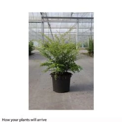 Berberis Thunbergii 'Golden Dream' -Garden Glory Sales BERB T66069 B h