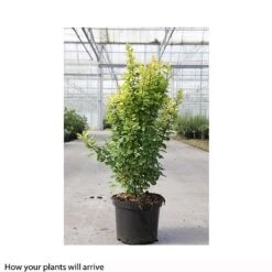 Berberis Thunbergii 'Golden Rocket' -Garden Glory Sales BERB T66070 B h