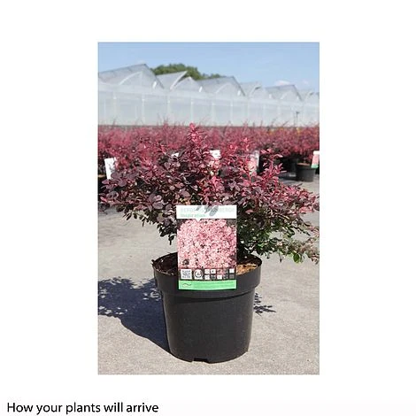 Berberis Thunbergii 'Inspiration' 4 Berberis Thunbergii 'Inspiration' - Image 2