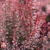 Berberis Thunbergii F. Atropurpurea 'Rosy Rocket' -Garden Glory Sales BERB T68274 A