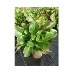 Bergenia Cordifolia -Garden Glory Sales BERG T66078 A h
