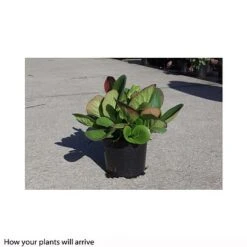 Bergenia Cordifolia -Garden Glory Sales BERG T66078 B h