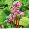 Bergenia Cordifolia -Garden Glory Sales BERGINA B
