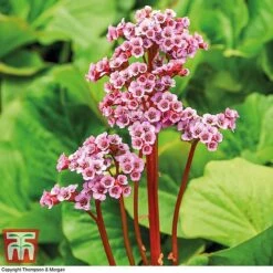 Bergenia Cordifolia