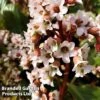 Bergenia Cordifolia 'Bressingham White' -Garden Glory Sales BERG BRESSWHIT L44926