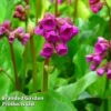 Bergenia Cordifolia Winterglut -Garden Glory Sales BERG WINTERGLO KA4819