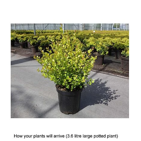 Betula Nana 'Golden Treasure' 4 Betula Nana 'Golden Treasure' - Image 2