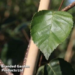 Betula Utilis 'Jacquemontii' -Garden Glory Sales BETU JACQUEMON S45258