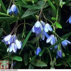 Sollya Heterophylla -Garden Glory Sales BLUE T10023 A4