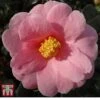 Camellia X Williamsii 'Bowen Bryant' -Garden Glory Sales BOWE 27123 A1