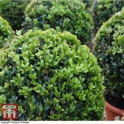 Box Ball -Garden Glory Sales BOXU 4707 A1