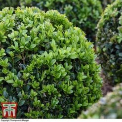 Box Ball -Garden Glory Sales BOXU 4707 A2