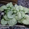 Brunnera Macrophylla 'Looking Glass' -Garden Glory Sales BRUN LOOKINGGL W48304