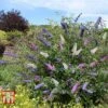 Buddleja Davidii Triple 3-in-1 -Garden Glory Sales BUDD 14268 A