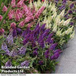 Buddleja 'Butterfly Candy' Collection -Garden Glory Sales BUDD CANDY B