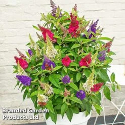 Buddleja 'Butterfly Candy' Collection -Garden Glory Sales BUDD CANDY E