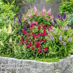 Buddleja 'Butterfly Candy' Collection -Garden Glory Sales BUDD CANDY F