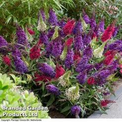 Buddleja 'Butterfly Candy' Collection -Garden Glory Sales BUDD CANDY G
