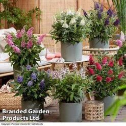 Buddleja 'Butterfly Candy' Collection -Garden Glory Sales BUDD CANDY H