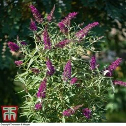 Buddleja 'Butterfly Towers' -Garden Glory Sales BUDD KA8837 B