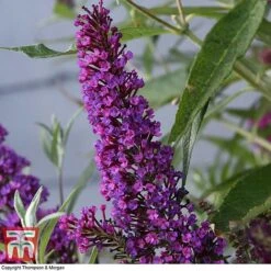 Buddleja 'Butterfly Towers' -Garden Glory Sales BUDD KA8837 D