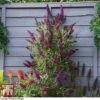 Buddleja 'Butterfly Towers' -Garden Glory Sales BUDD KA8837 E