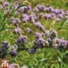 Buddleja Alternifolia -Garden Glory Sales BUDD T66080 A1