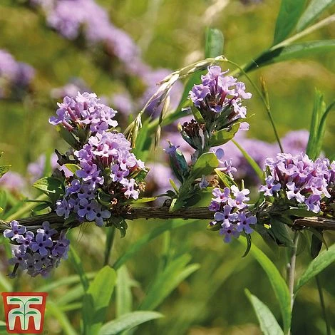 Buddleja Alternifolia 4 Buddleja Alternifolia - Image 2