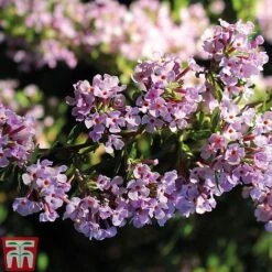 Buddleja Alternifolia 8 Buddleja Alternifolia -Garden Glory Sales BUDD T66080 C1