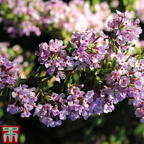 Buddleja Alternifolia 5 Buddleja Alternifolia - Image 3
