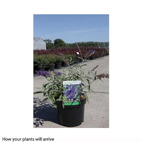 Buddleja Davidii 'Adonis Blue' 4 Buddleja Davidii 'Adonis Blue' - Image 2