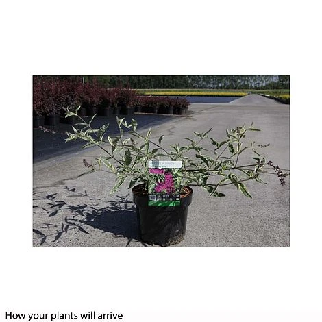 Buddleja Davidii 'Masquerade' 4 Buddleja Davidii 'Masquerade' - Image 2
