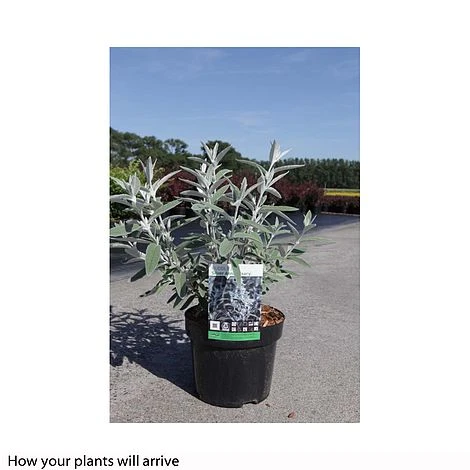 Buddleja Davidii 'Santana' 4 Buddleja Davidii 'Santana' - Image 2