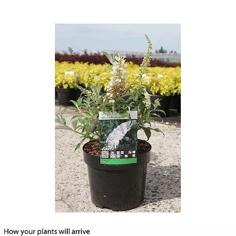 Buddleja Davidii 'White Profusion' 4 Buddleja Davidii 'White Profusion' - Image 2