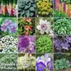 Bulb & Perennial Bumper Pack -Garden Glory Sales BULB PERENNIAL PACK