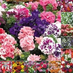 Bumper Garden Collection -Garden Glory Sales BUMP KB3121 E3