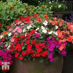 Garden Ready Bedding Collection -Garden Glory Sales BUSY KB3223 C1