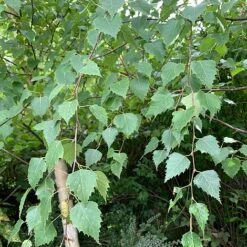 Silver Birch Tree (Betula Pendula) Grown By Cotswold Trees -Garden Glory Sales Birch Leaves